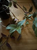 Tradescantia Smooth. 7 Stecklinge Kreis Ostholstein - Ahrensbök Vorschau