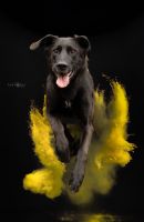 Fotograf/in, Hundefotografie, Action-&Sportfotografie Nordrhein-Westfalen - Herne Vorschau