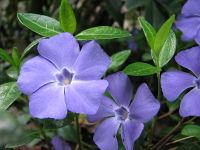 Vinca Minor - Immergrün - Bodendecker -  winterhart -blau Baden-Württemberg - Bietigheim-Bissingen Vorschau