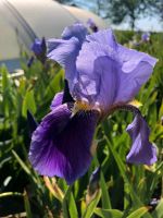 Schwertlilie Iris lila - Paket Brandenburg - Altlandsberg Vorschau