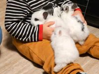 Kaninchen Babys abzugeben Niedersachsen - Melle Vorschau