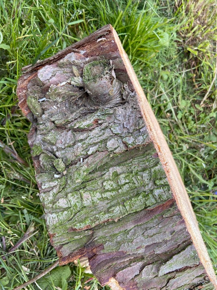 Holzscheibe zum aufstellen in Lebach