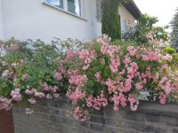 Wunderschöne 3-Zi Wohnung mit Balkon und Gartenmitnutzung Hessen - Riedstadt Vorschau