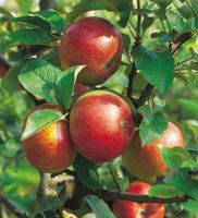 Obstbaum Apfel verschiedene Sorten Nordrhein-Westfalen - Simmerath Vorschau