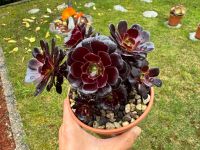 Aeonium Arboreum 'Zwartkop' Cluster- Sukkulenten Baden-Württemberg - Gottmadingen Vorschau