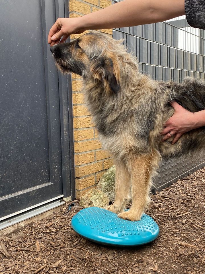 *Jerry* -Lebensfreude pur in Elmshorn