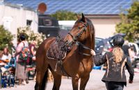 Biete Reitbeteiligung für 1-2x in der Woche Bayern - Oberscheinfeld Vorschau