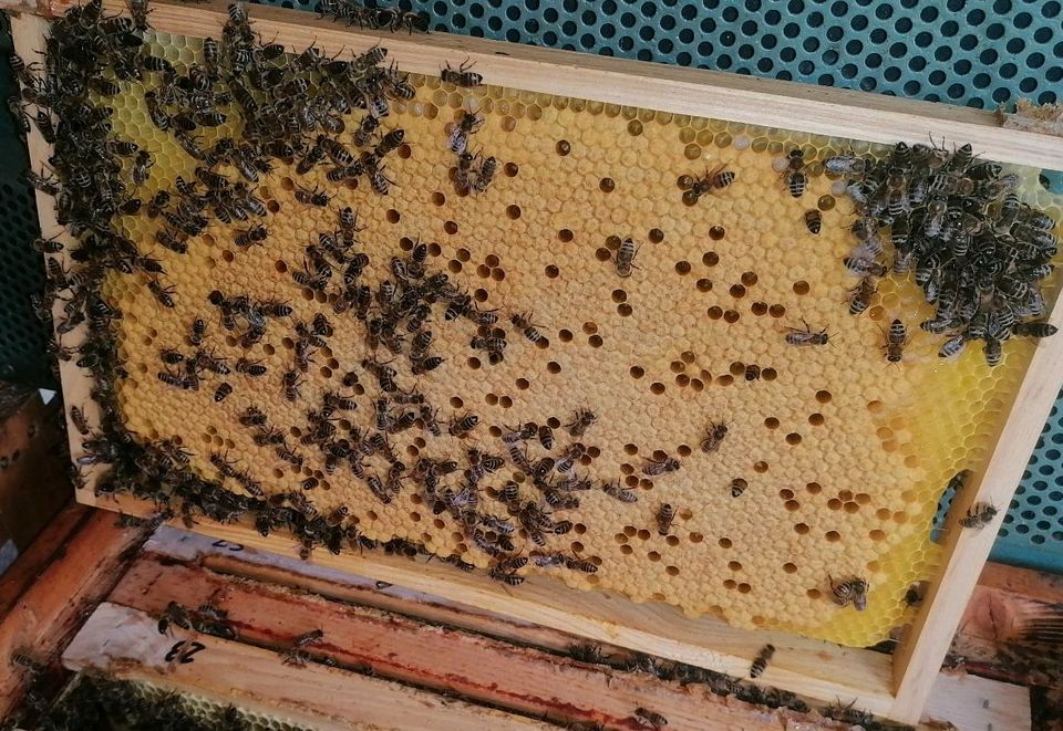 Bienen Carnica in Rehe