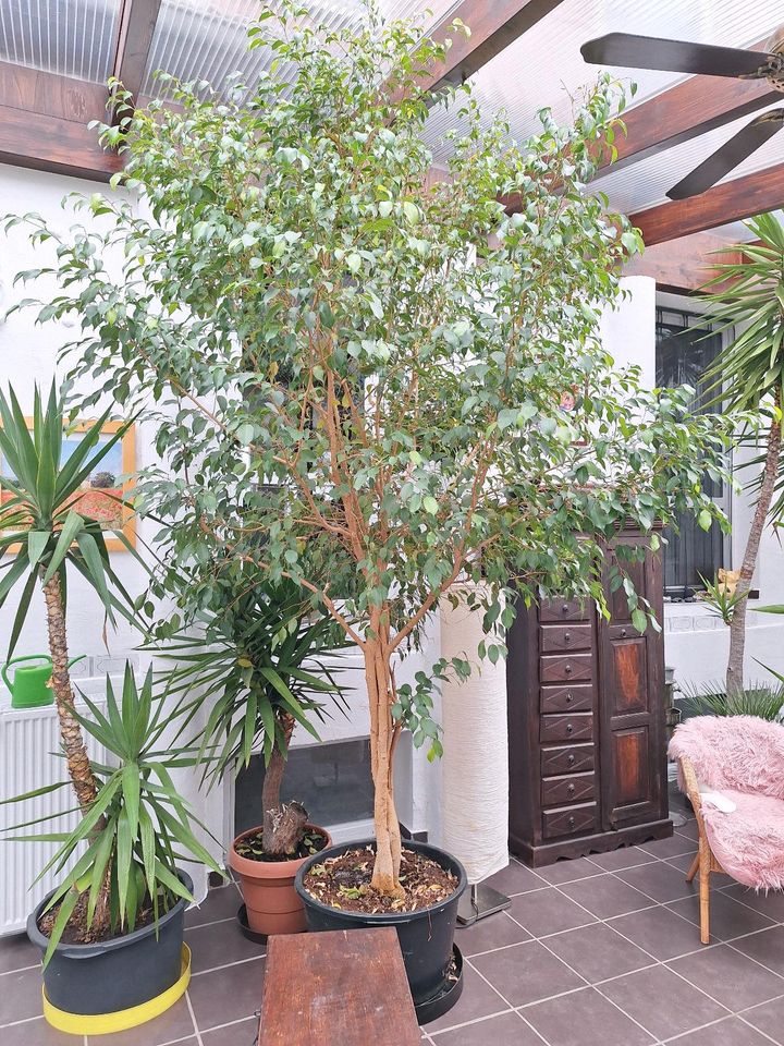 Benjamin Ficus, 3,2m gross in Vienenburg