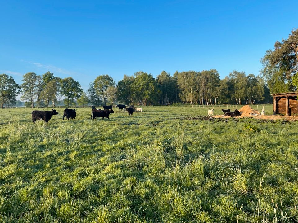 Galloway Rinder Kühe Absetzer Bullen in Barnstorf