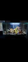 Nano Aquarium  20L Baden-Württemberg - Spaichingen Vorschau