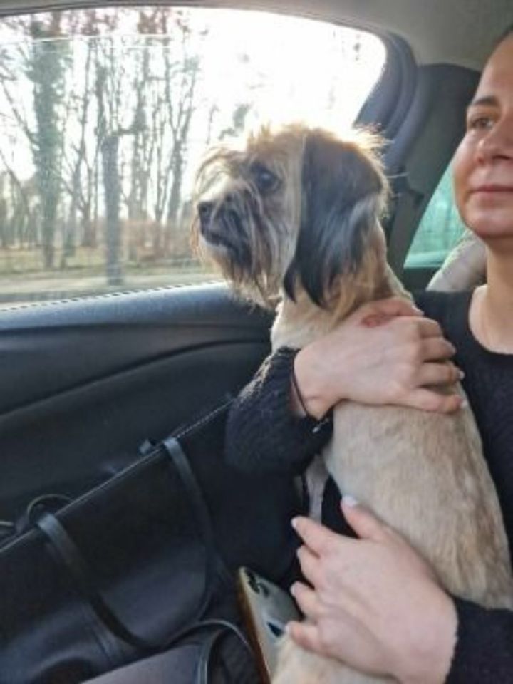 Schüchterne Mini-Cookie sucht einfühlsames Zuhause in Bayreuth