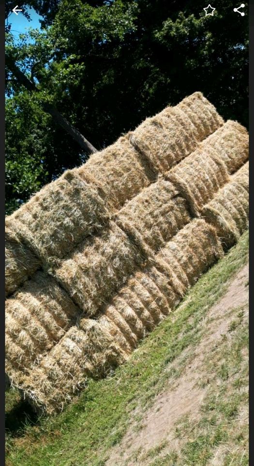 Heu Rundballen/Quaderballen/HD Bunde in Rehburg-Loccum