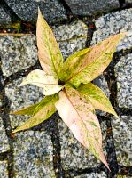 Anthurium Hookeri Pink - M22 Hessen - Obertshausen Vorschau