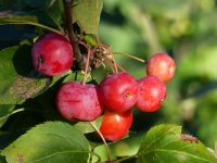 Zierapfel 'Red Sentinel' befruchter Apfelbäume, Vogelnährgehölz Niedersachsen - Cloppenburg Vorschau