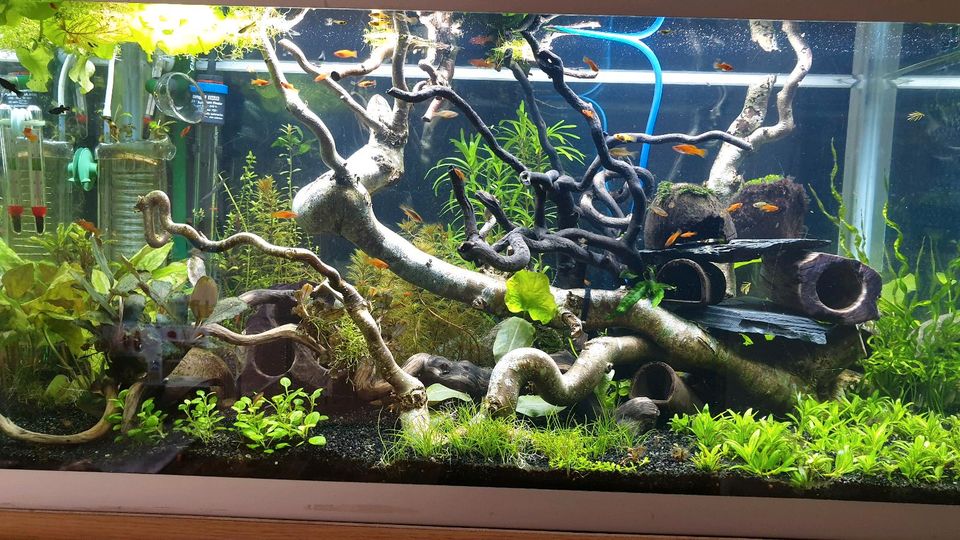 Aquastabil mark 2, 128l Aquarium,  80x40x40cm in Sankelmark