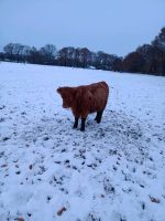 Highland Cattle Absetzer Färse Niedersachsen - Stelle Vorschau