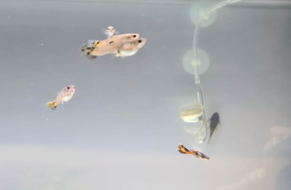 Guppys für Aquarium abzugeben in Freystadt