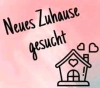 SUCHE: Wohnung oder Haus zur Miete Rheinland-Pfalz - Puderbach Vorschau