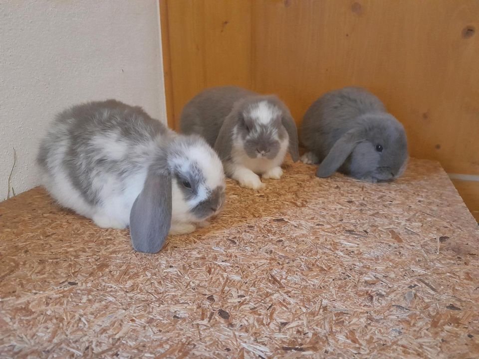 Zwergwidder Zwergkaninchen Hasen Kaninchen in Peiting