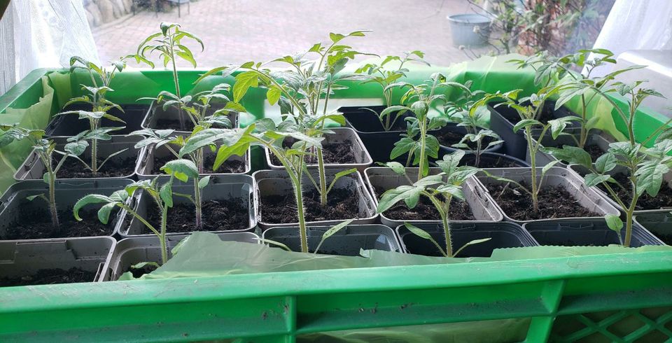 Tomatenpflanzen Sweet million, Cherry in Hohenwestedt