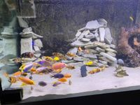 Malawi Aquarium 800l mit Fischen Nordrhein-Westfalen - Möhnesee Vorschau