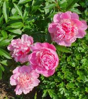 Bauernpfingstrose rosa, durftet Nordrhein-Westfalen - Issum Vorschau