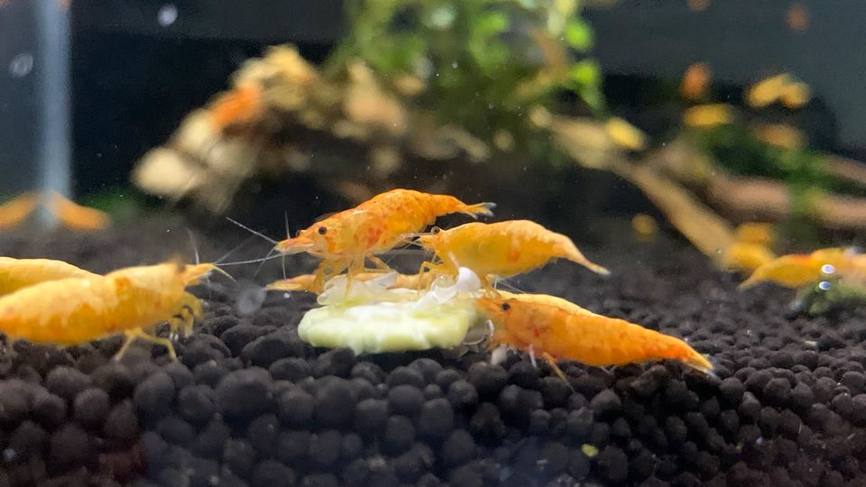 Koi Sunburst Garnelen Neocaridina 4,50€ Neuheit! in Hamburg