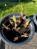 Musella lasiocarpa, Golden-Lotus-Banane, Ableger Baden-Württemberg - Weilheim an der Teck Vorschau