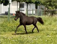 American Miniature Horse Stute AMHA Niedersachsen - Hohenhameln Vorschau