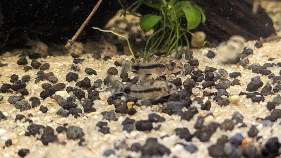 Schachbrett Zwergpanzerwels, Corydoras habrosus Panzerwels in Pörnbach