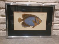 Bild Chatodon Imperator Ludwig Schmidt Gerahmt Antik Kunst Fisch Rheinland-Pfalz - Ober-Flörsheim Vorschau