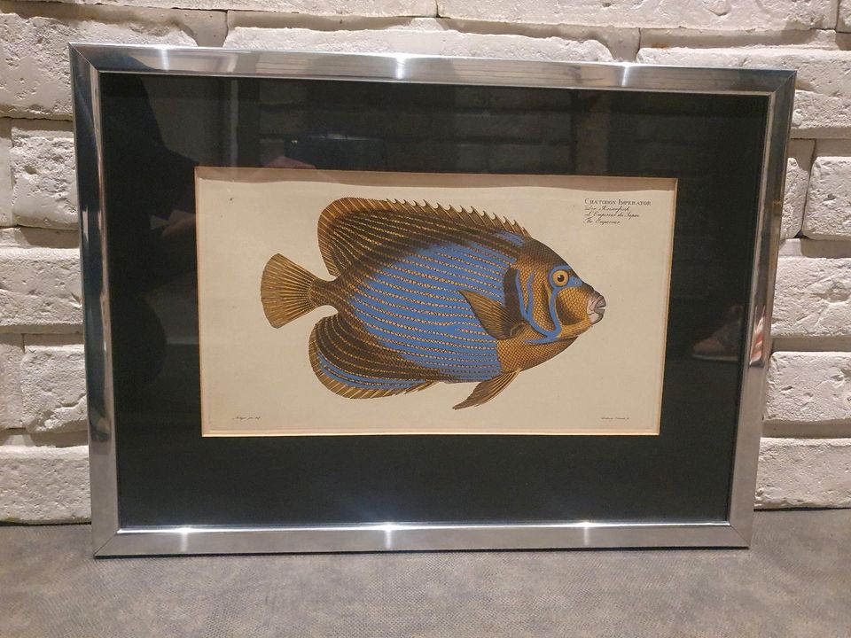 Bild Chatodon Imperator Ludwig Schmidt Gerahmt Antik Kunst Fisch in Ober-Flörsheim