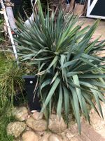 Ableger Yucca winterhart Preis pro Pflanze Nordrhein-Westfalen - Hiddenhausen Vorschau