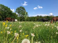 Offenstall, Heu,Sole, VFD zertifizierte Wanderreitstation,Heulage Niedersachsen - Thedinghausen Vorschau