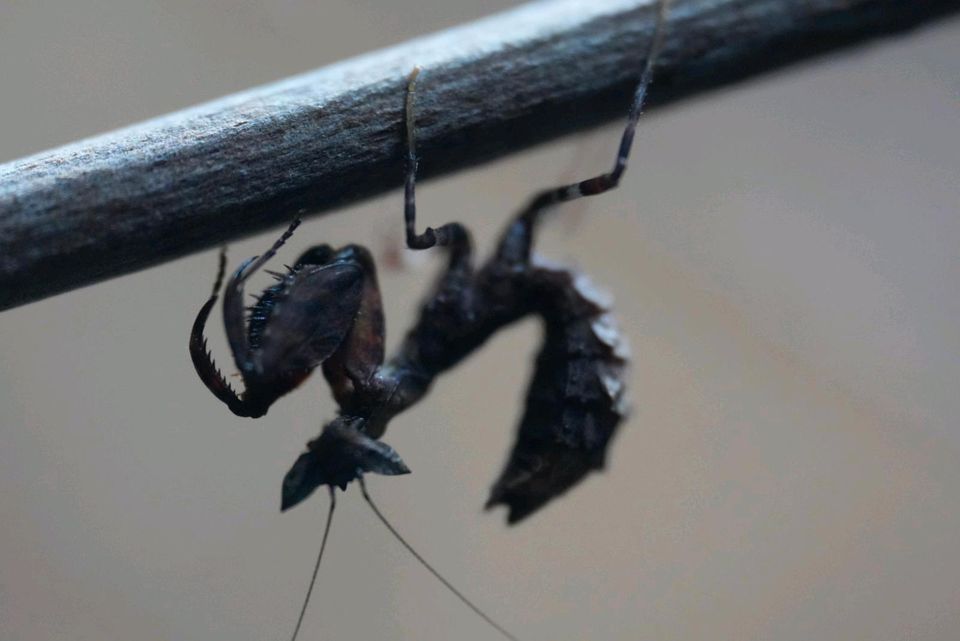 Otomantis scutigera, Gottesanbeterin, Ootheken in Aachen