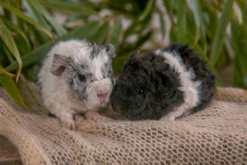 Meerschweinchen Lunkarya Kastrat Schwarz-Weiß in Camburg