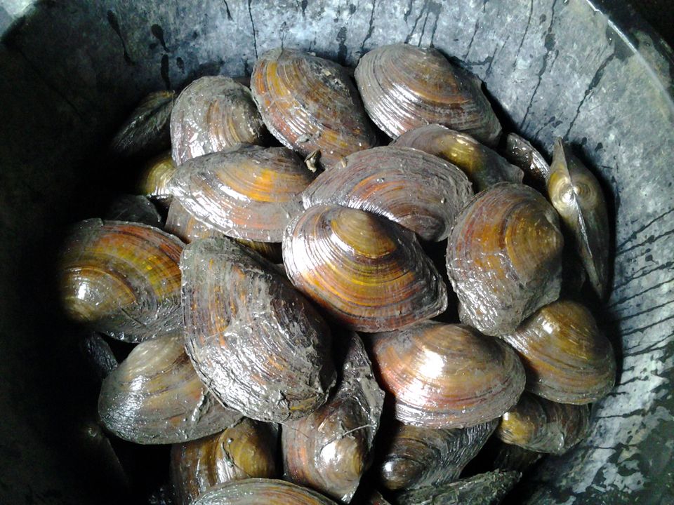 Krebse in großer Auswahl // Fischfarm Eske in Flensburg