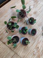 Pilea Zimmerpflanze Hessen - Künzell Vorschau