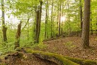 Ich suche Wald und Wiesengrundstücke um Bad Brambach Bayern - Selb Vorschau