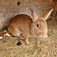 Kaninchen zu verkaufen Bayern - Weiler-Simmerberg Vorschau