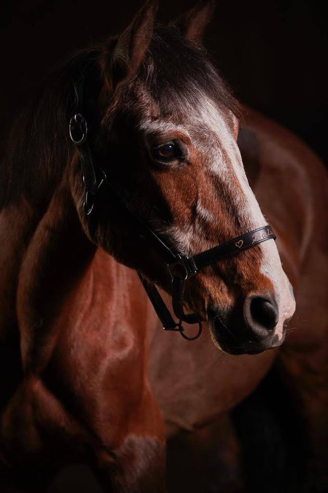 Reitbeteiligungen/ Kinderpony in Brunsbek