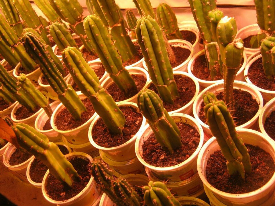 Trichocereus 2x 4er Set aus PeruTR und Kurzbedorntem Bridgesii in Krefeld