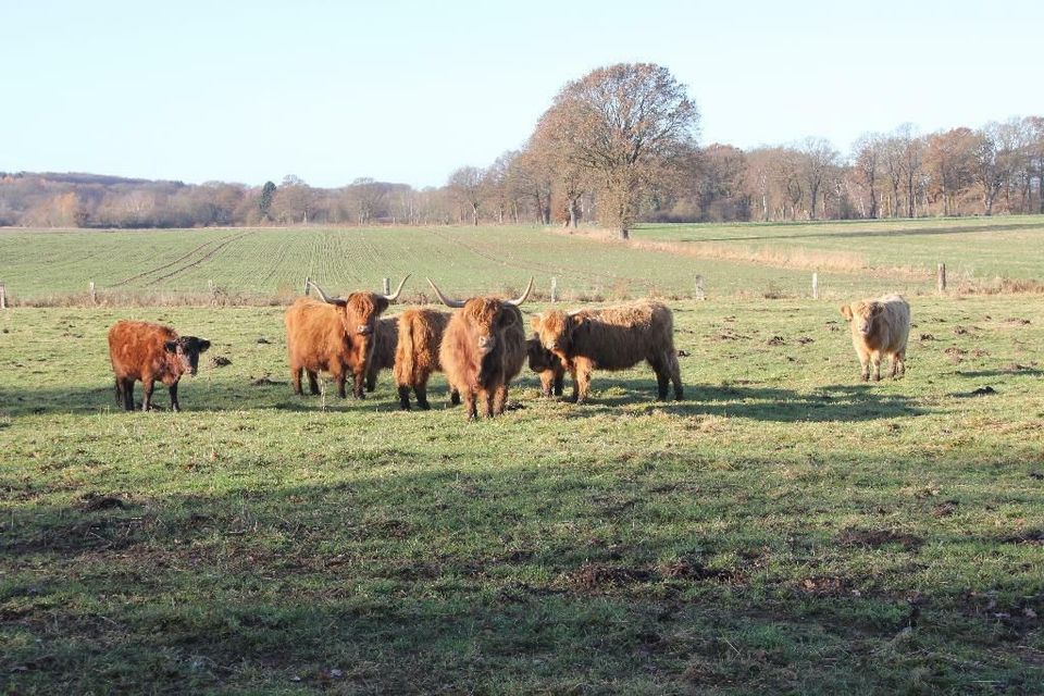 Rindfleisch aus artgerechter Haltung, Galloway, Highland Fleisch in Stelle