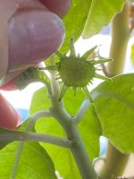 30 Samen Dorstenia Hildebrandtii Kaudex Baden-Württemberg - Abstatt Vorschau