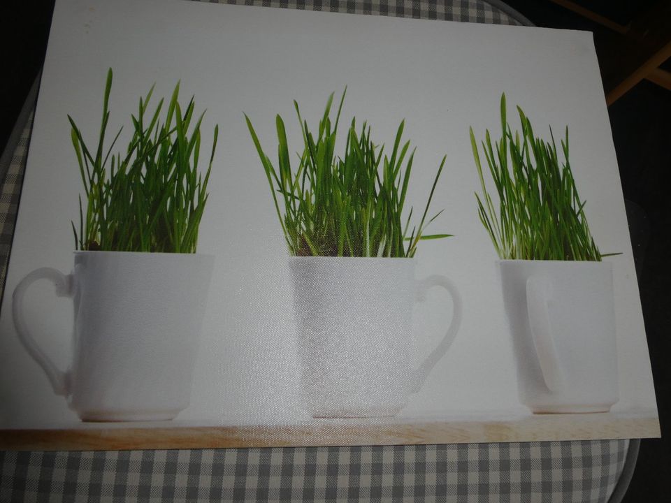 Bild auf Leinwand Gras in Tassen z.B. Küchenbild Gr. ca. DINA3 in Heusenstamm
