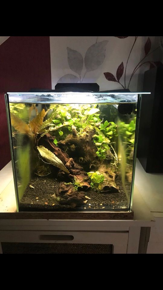 HEUTE Gepflegtes Garnelen Pflanzen aquarium.  Nano Cube 40 Liter in Marienmünster