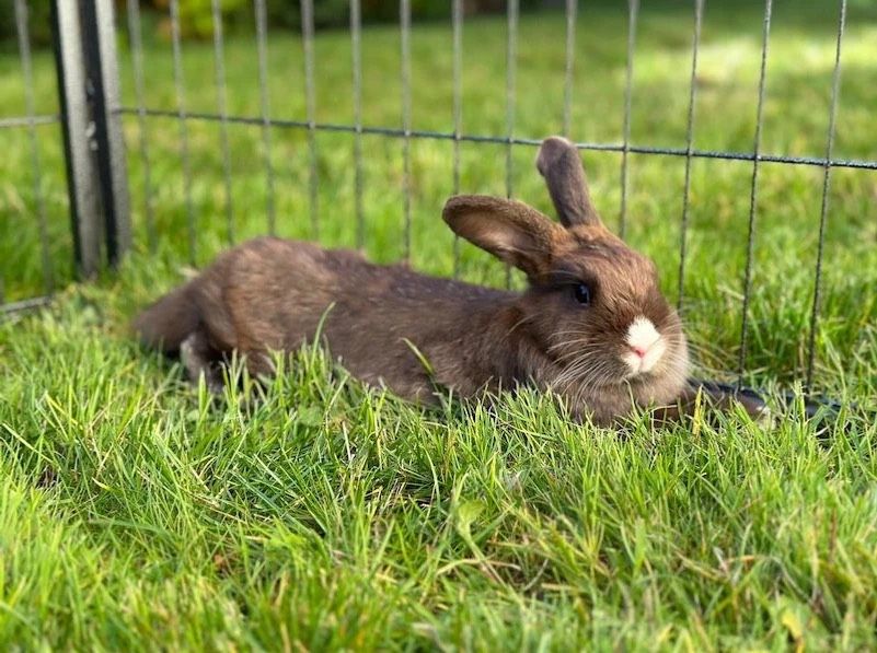 ❤️ Zwei süße Kaninchen suchen ein Zuhause ❤️ in Furth