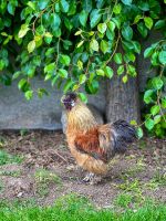 Seidenhahn Seidenhuhn Gockel Bayern - Surberg Vorschau