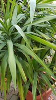 Yucca Palmen verschiedene Größen Nordrhein-Westfalen - Bad Laasphe Vorschau